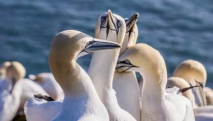 你应该现在购买史诗骑术，还是等到TBC前夕？