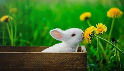 Wowhead 推出玩家房屋设计工具 (Architect Tool)